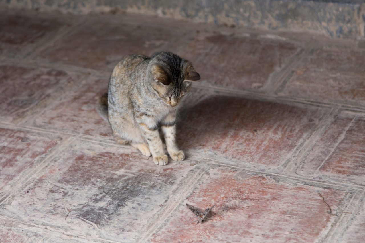 Can Cats Eat Moths They Might Not Like Them Very Moth