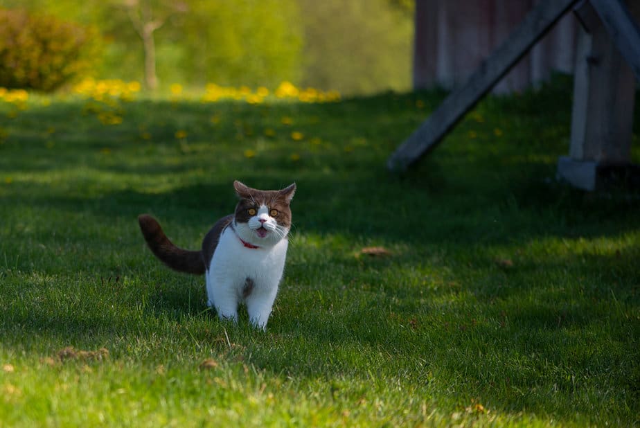 Can Cats Eat Moths? They Might Not Like Them Very "Moth"