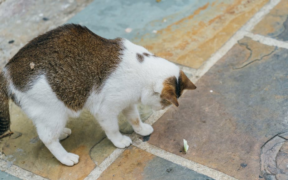 Can Cats Eat Moths? They Might Not Like Them Very "Moth"