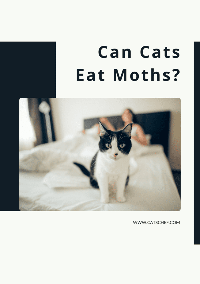Can Cats Eat Moths?