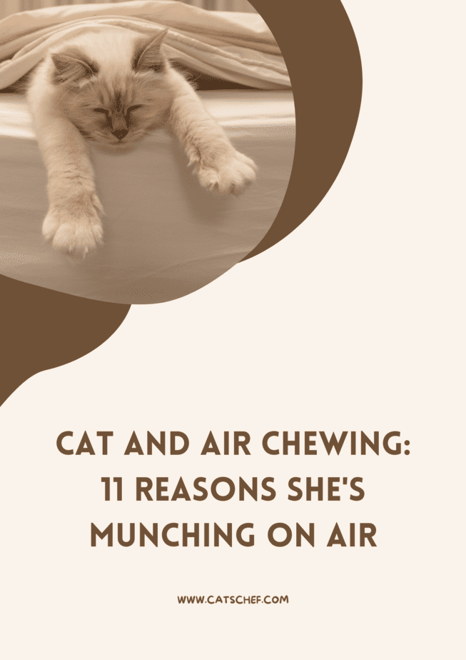 Cat And Air Chewing: 11 Reasons She's Munching On Air