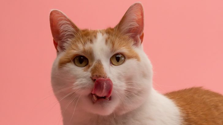 Cat Keeps Licking Lips And Shaking Head: What’s Up With That?