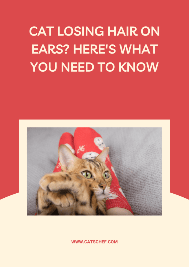 Kedi Kulaklarındaki Tüyleri mi Döküyor? İşte Bilmeniz Gerekenler