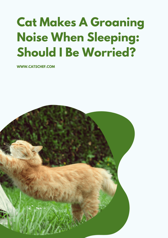 Cat Makes A Groaning Noise When Sleeping: Should I Be Worried?