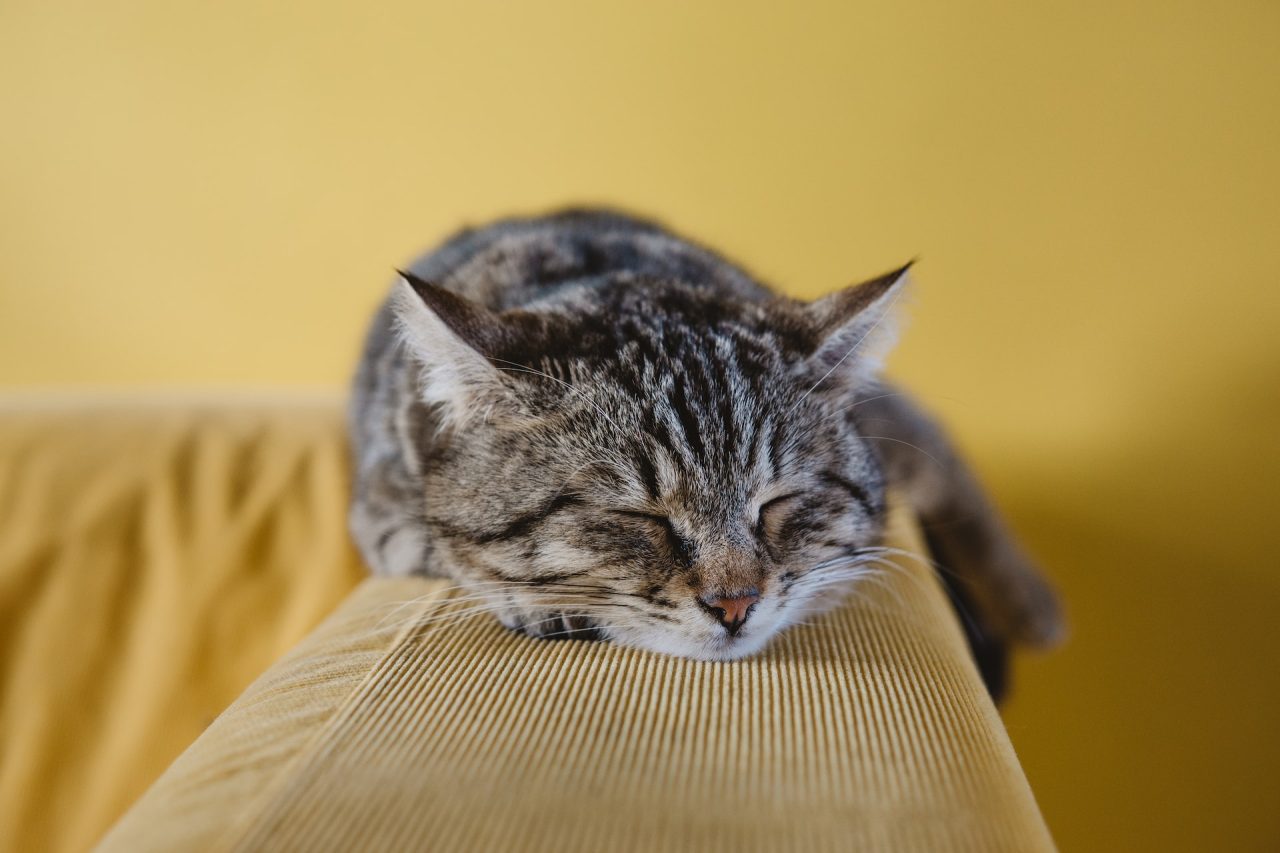 Kedi Uyurken İnleme Sesi Çıkarıyor: Endişelenmeli miyim?