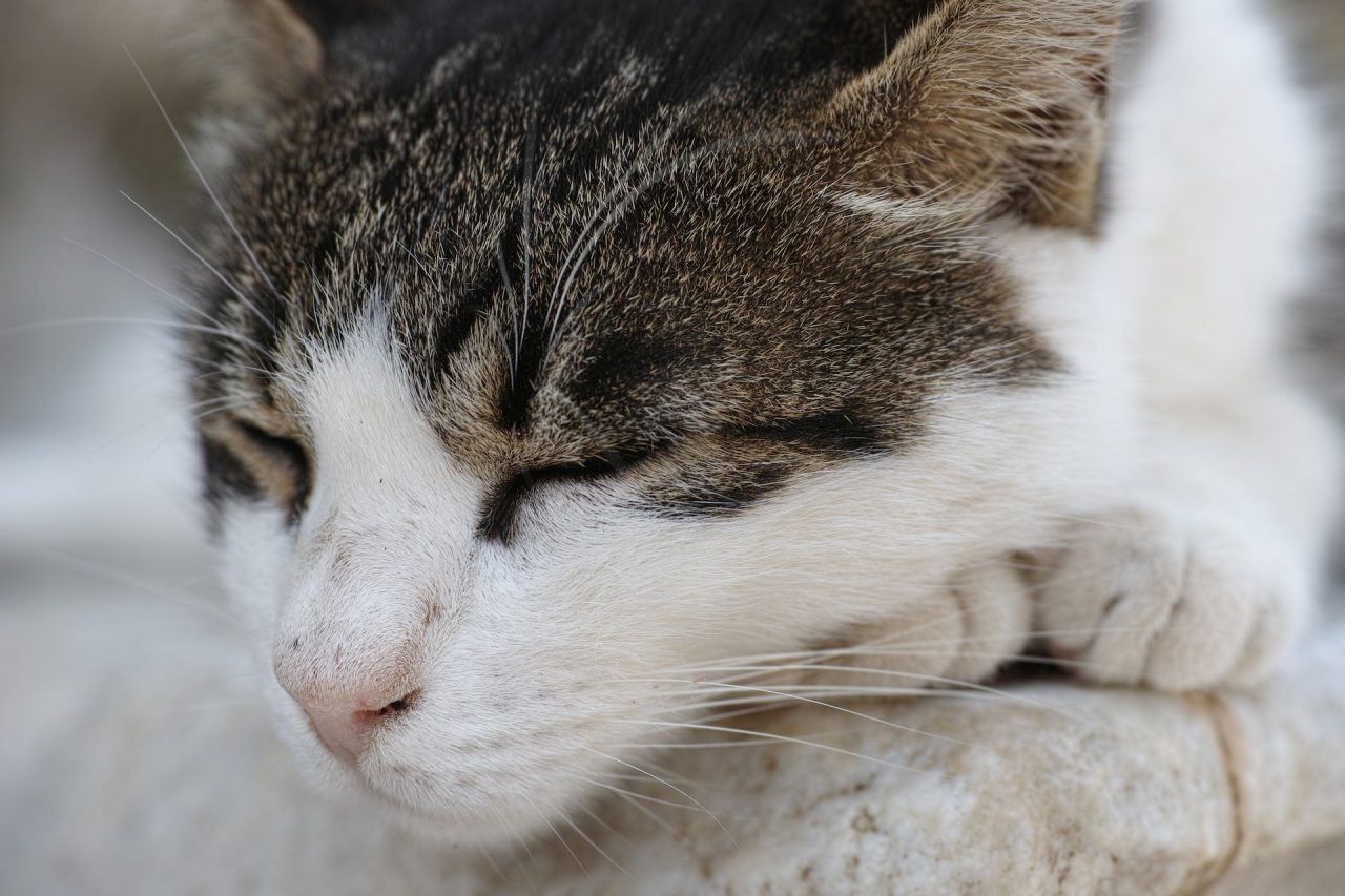 Kedi Uyurken İnleme Sesi Çıkarıyor: Endişelenmeli miyim?