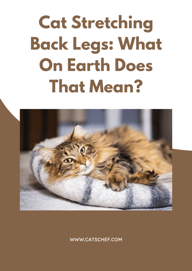 Cat Stretching Back Legs: What On Earth Does That Mean?