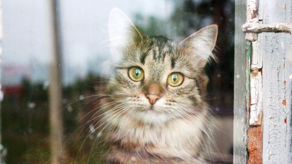 Cats Licking Windows What Are These Furry Cleaners Up To?