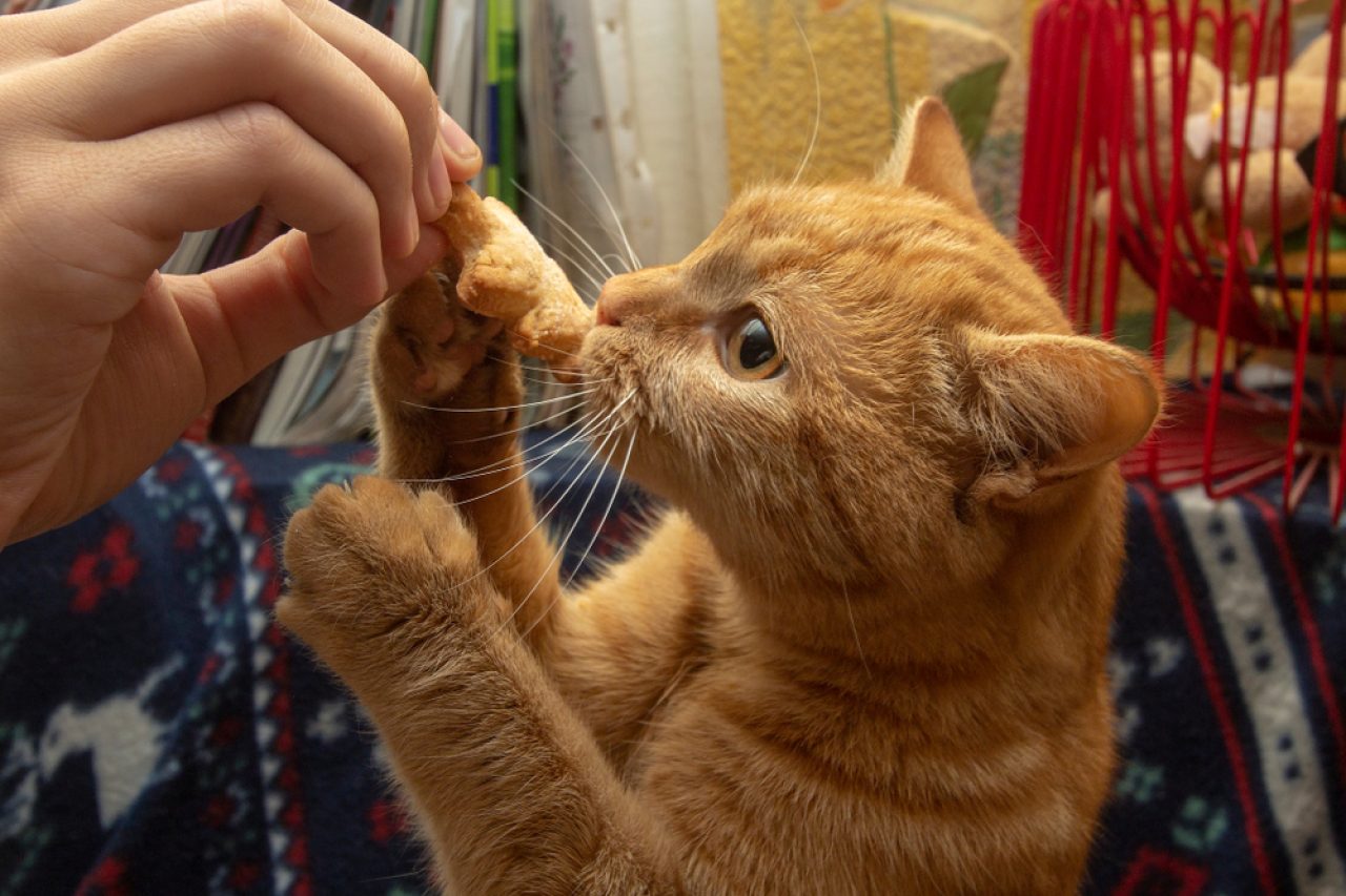 Can kittens shop eat baby food