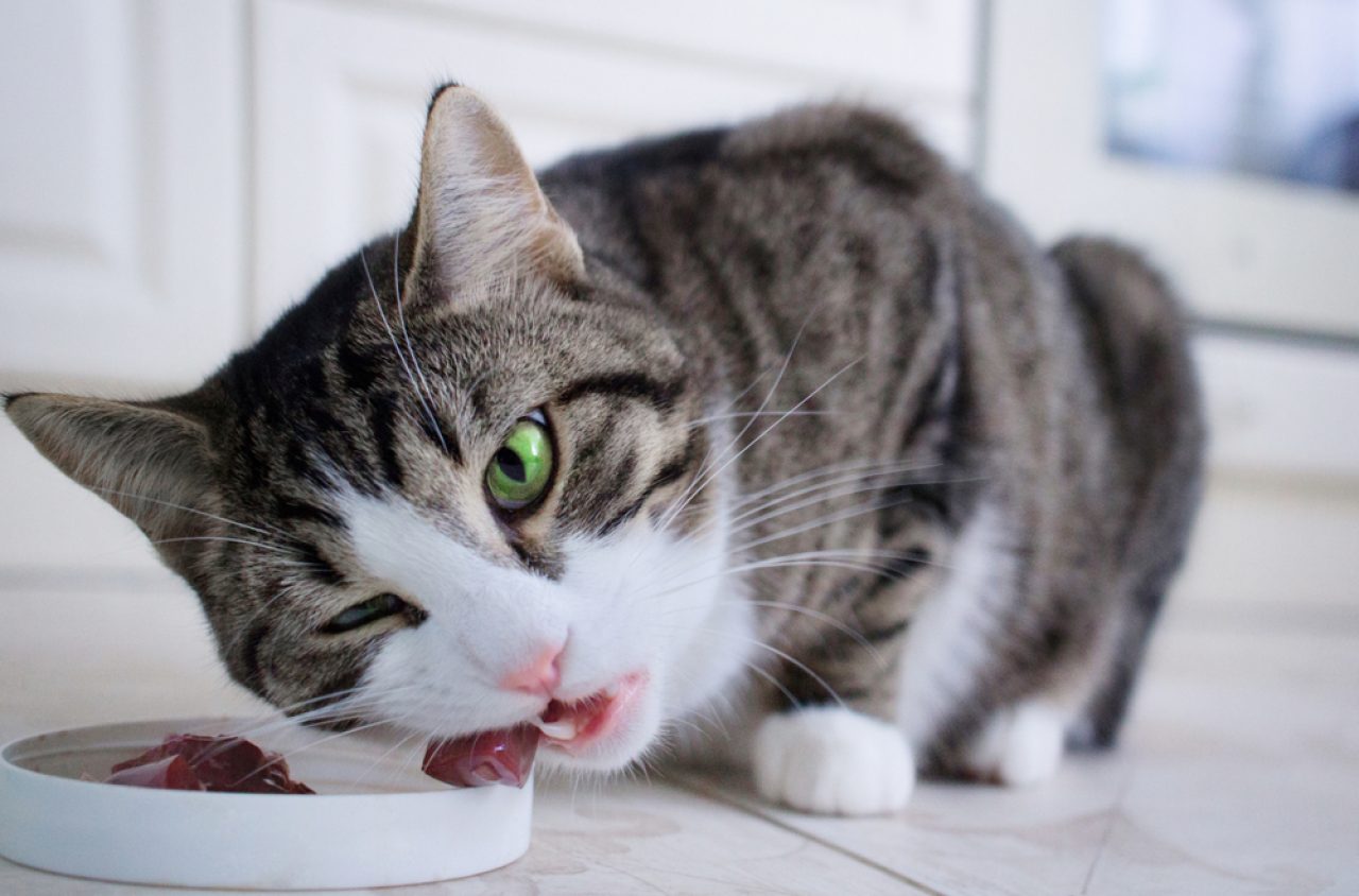 Kediler Öğle Yemeğinde Et Yiyebilir mi? Bu Lezzetli İkramı Yiyebilirler mi?