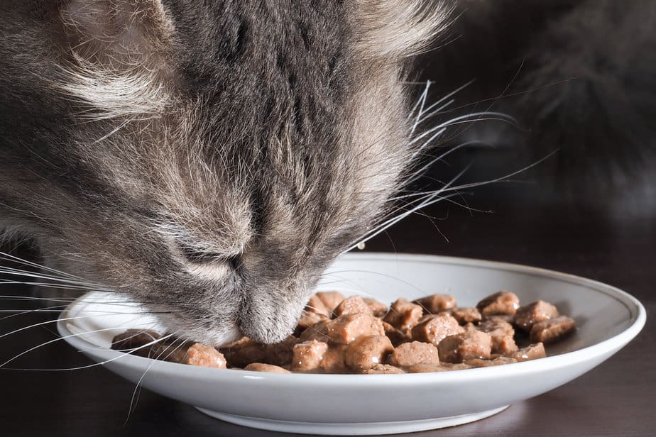 Can Cats Eat Lunch Meat? Can They Munch On This Tasty Treat?