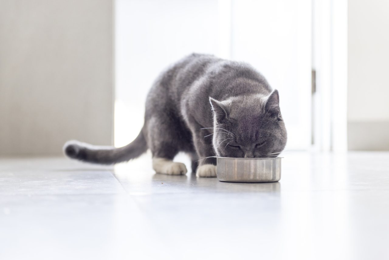 Kediler Ton Balıklı Mayonez Yiyebilir mi Riskleri Nelerdir
