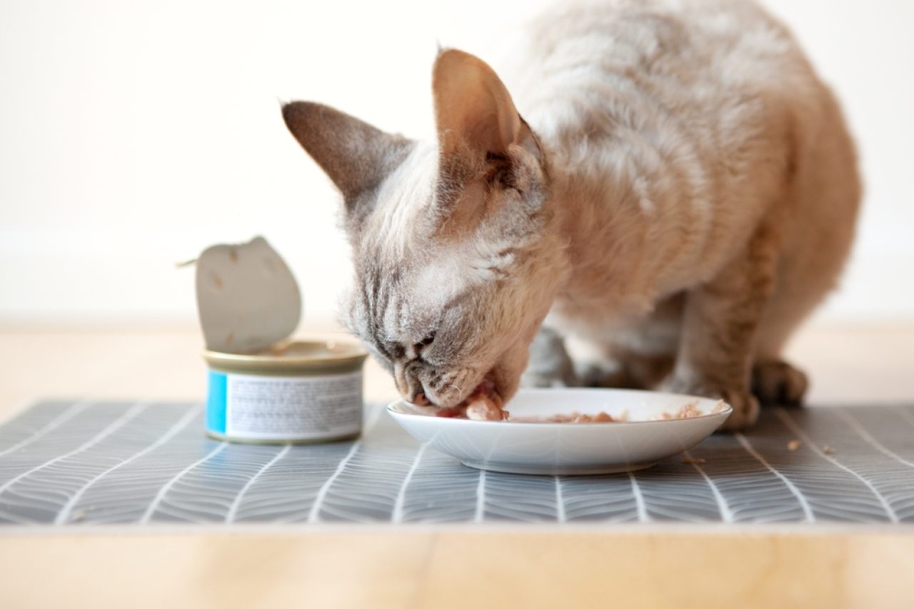 Can Cats Eat Mayonnaise With Tuna What Are The Risks