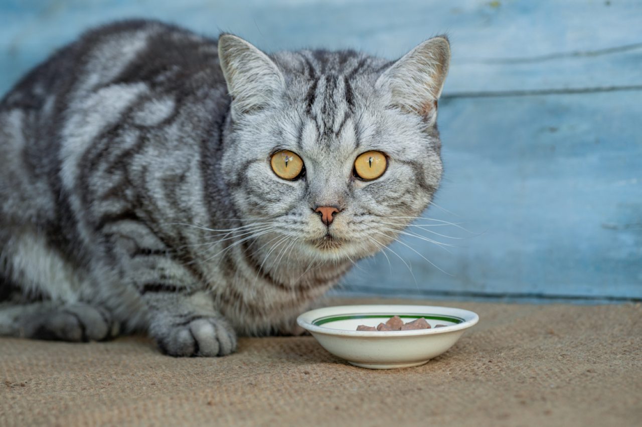 Kediler Ton Balıklı Mayonez Yiyebilir mi Riskleri Nelerdir