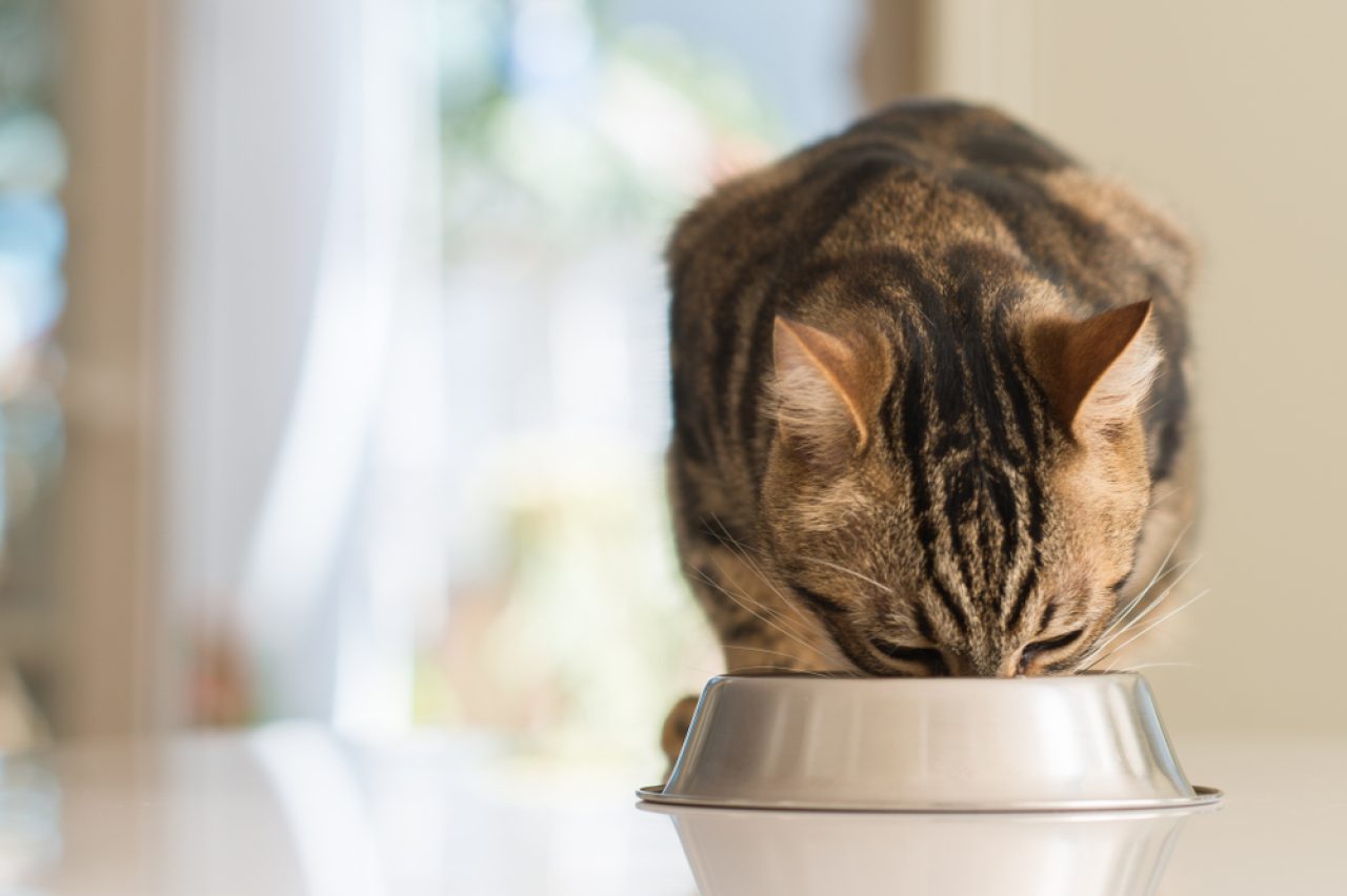 Kediler Soya Yiyebilir mi? Bu Onlara Neşe Veren Bir Şey mi?