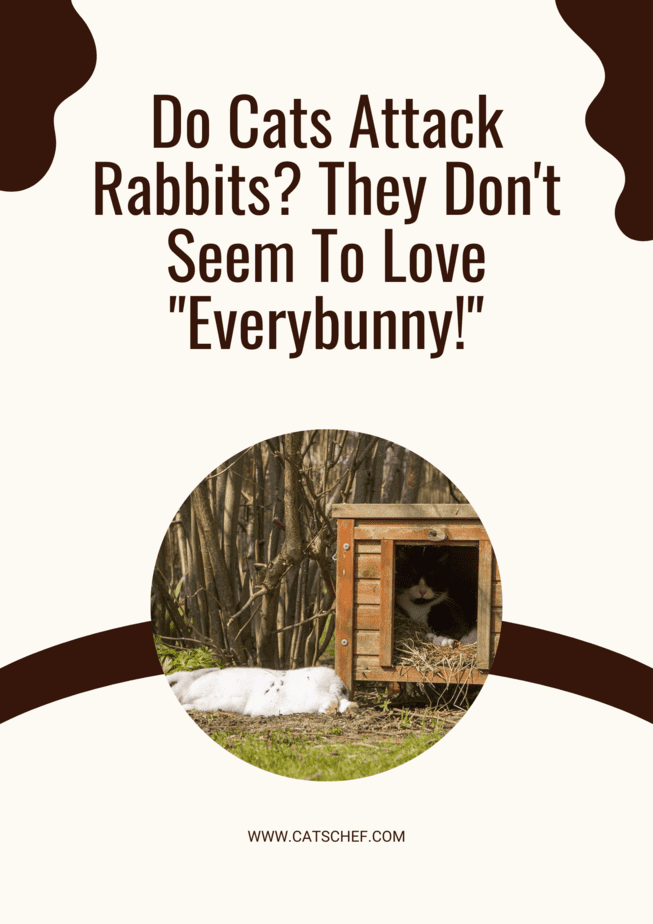 Do Cats Attack Rabbits? They Don't Seem To Love "Everybunny!"