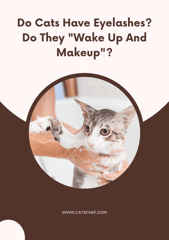 Kedilerin Kirpikleri Var mıdır? "Uyanır ve Makyaj Yaparlar" mı?