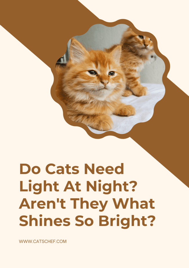Kedilerin Geceleri Işığa İhtiyacı Var mı? Bu Kadar Parlak Olan Onlar Değil mi?