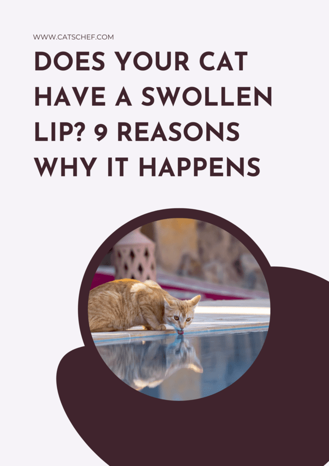 Does Your Cat Have A Swollen Lip? 9 Reasons Why It Happens