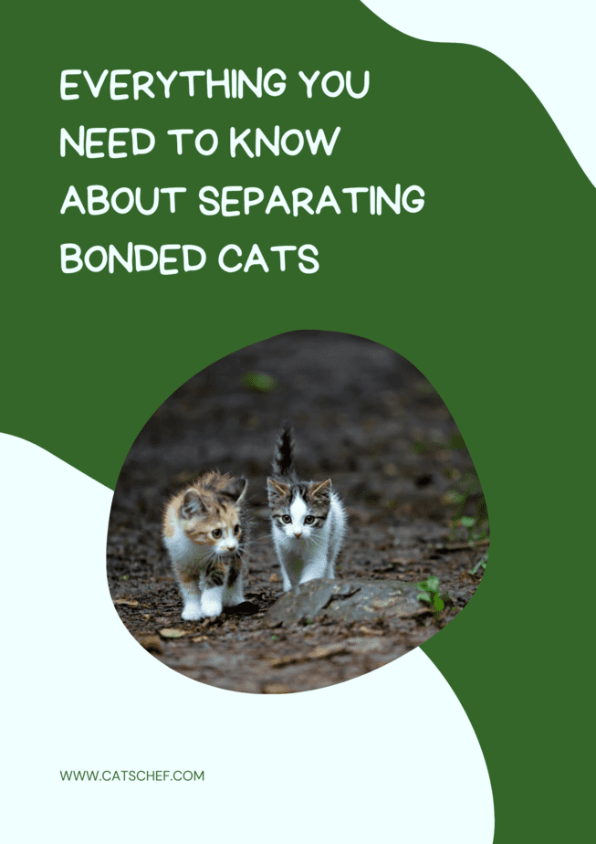 Everything You Need To Know About Separating Bonded Cats