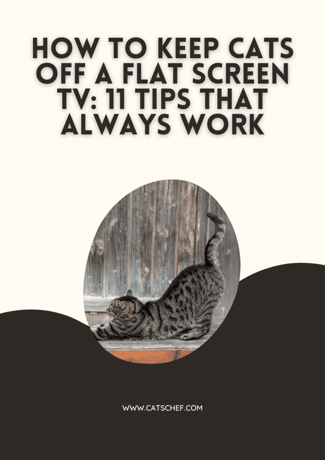 Kedileri Düz Ekran Televizyondan Uzak Tutmak İçin: Her Zaman İşe Yarayan 11 İpucu
