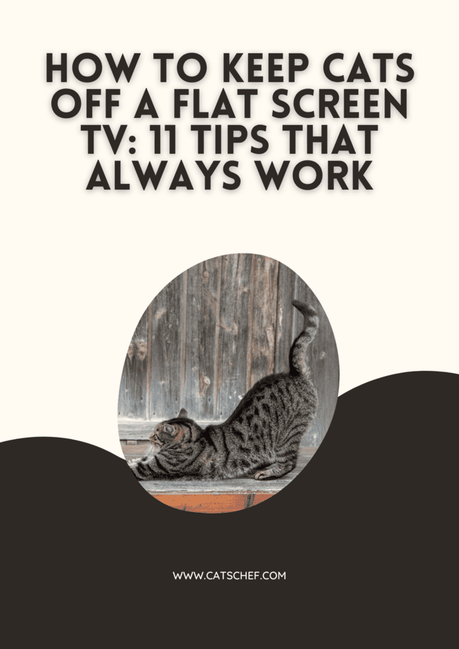 How To Keep Cats Off A Flat Screen TV: 11 Tips That Always Work