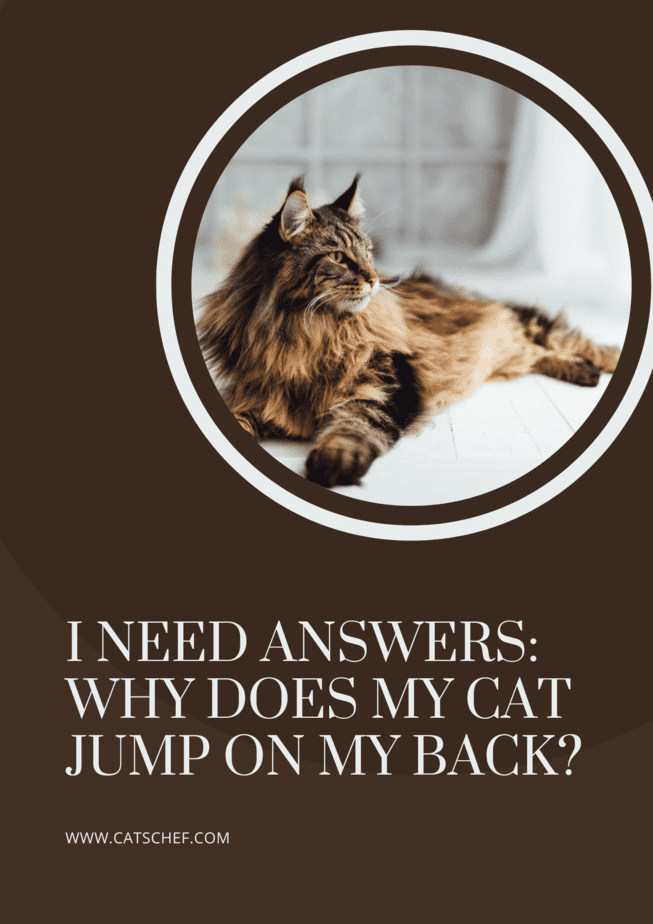 Cevaplara İhtiyacım Var: Kedim Neden Sırtıma Atlıyor?
