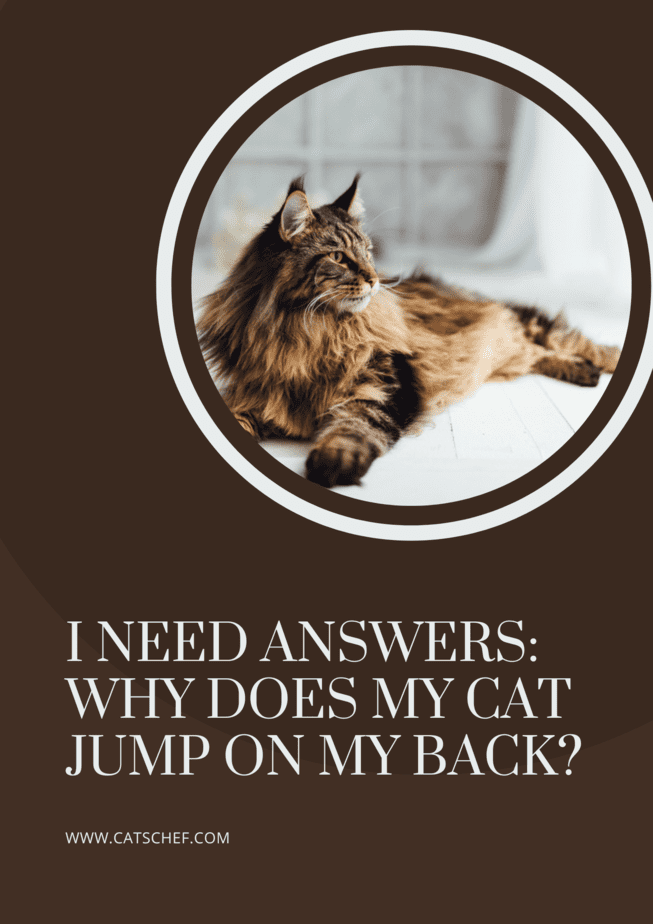 I Need Answers: Why Does My Cat Jump On My Back?