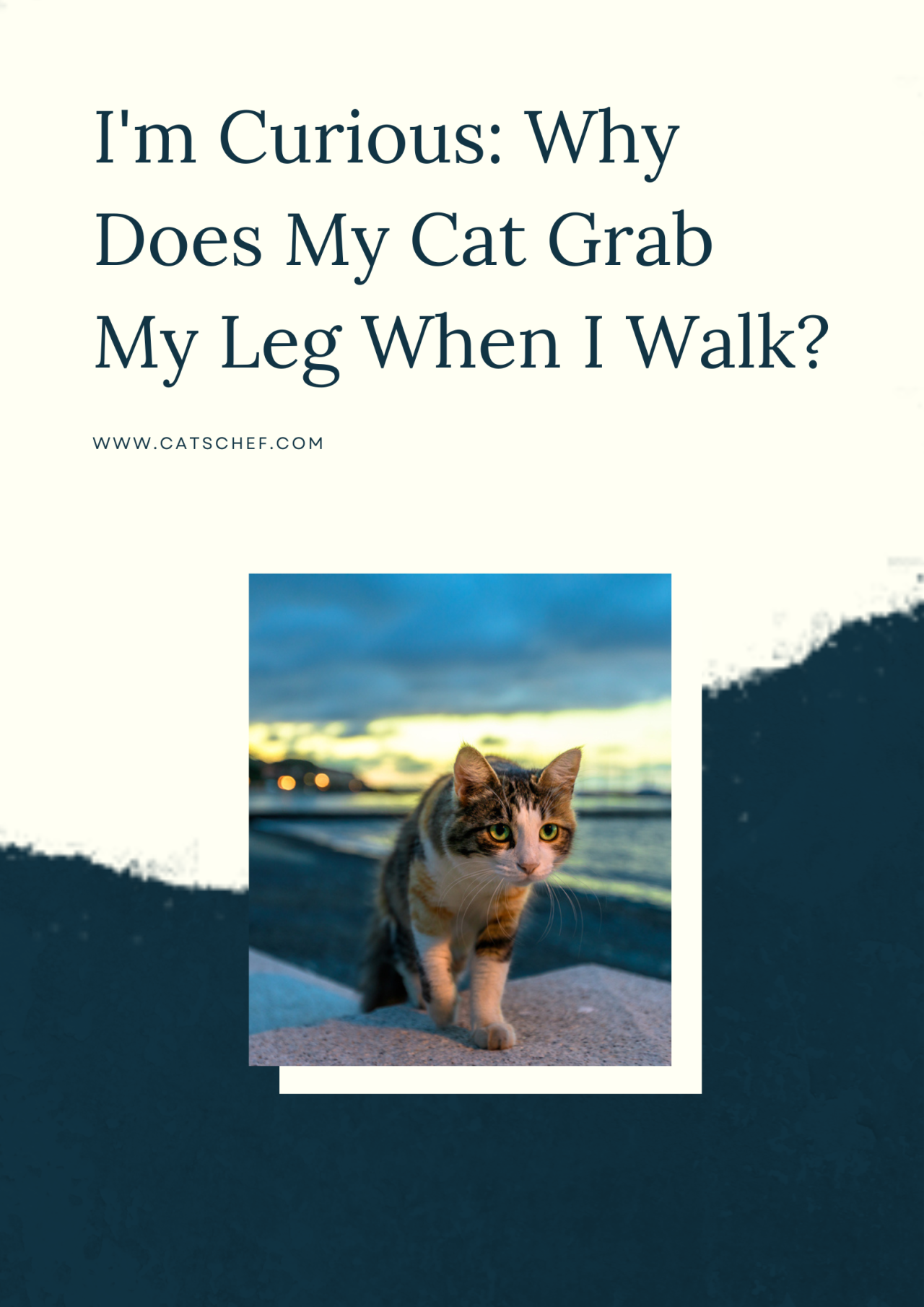 I'm Curious Why Does My Cat Grab My Leg When I Walk?