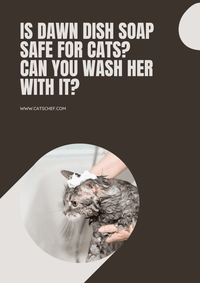 Is Dawn Dish Soap Safe For Cats? Can You Wash Her With It?