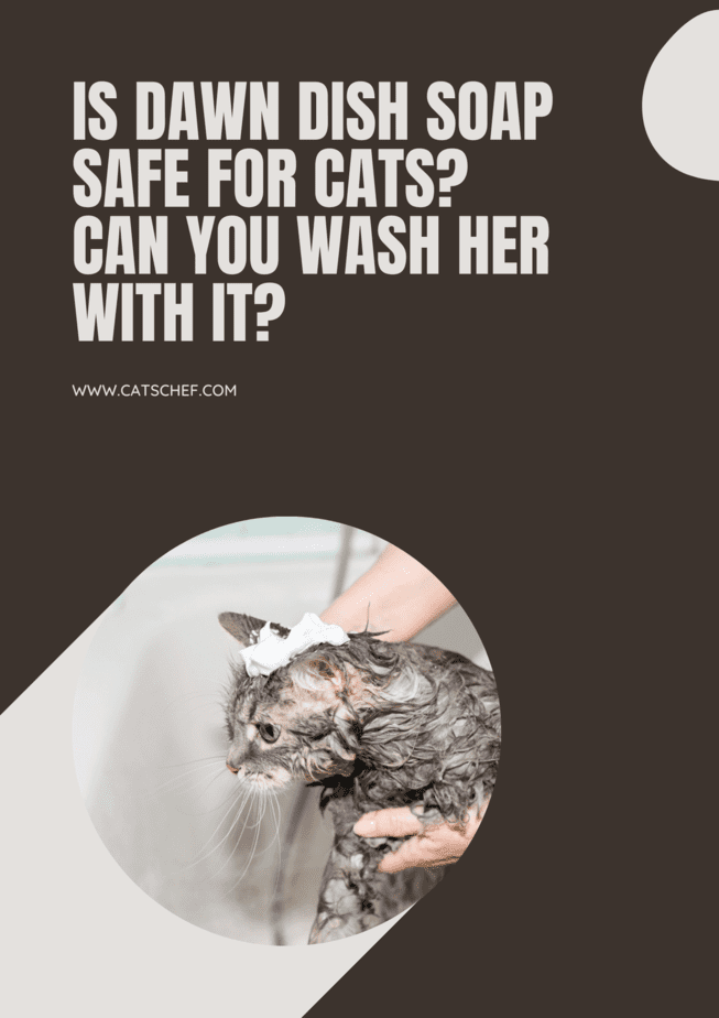 Can i wash hotsell my cat with dawn