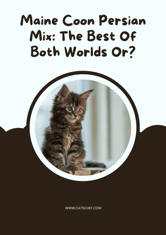 Maine Coon Persian Mix: The Best Of Both Worlds Or?