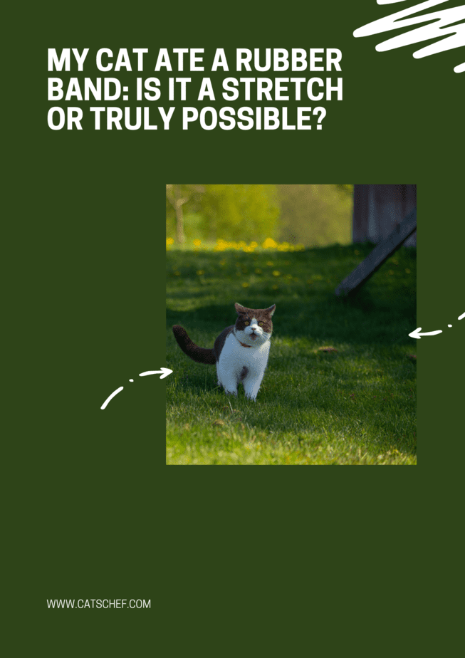 Kedim Lastik Bant Yedi: Bu Bir Zorlama mı Yoksa Gerçekten Mümkün mü?