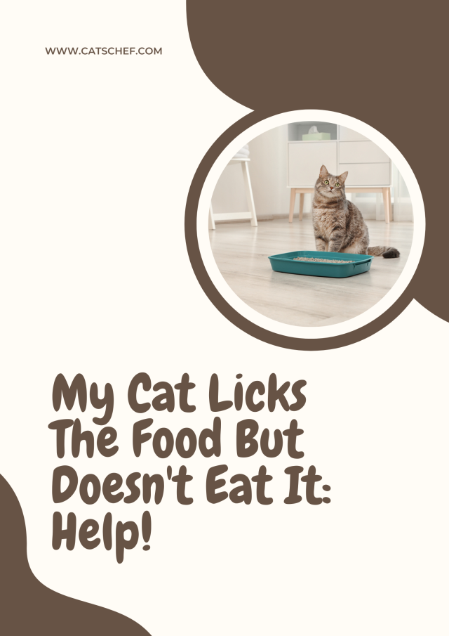 My Cat Licks The Food But Doesn't Eat It Help!