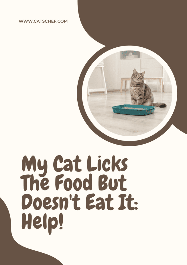My Cat Licks The Food But Doesn't Eat It: Help!