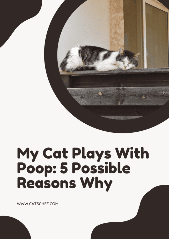 My Cat Plays With Poop: 5 Possible Reasons Why