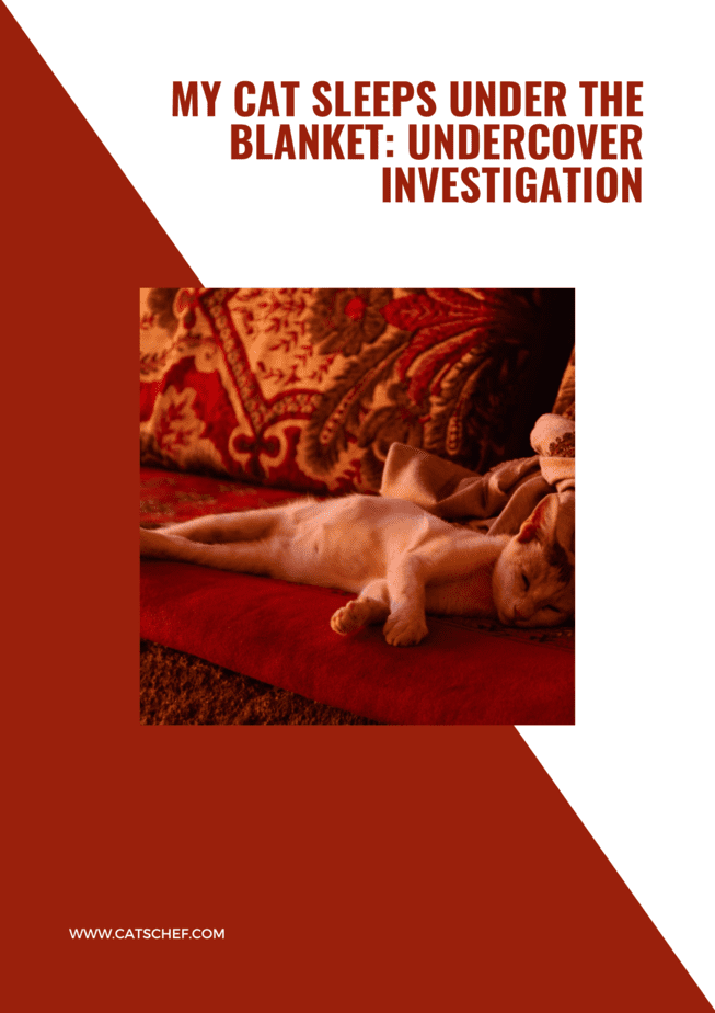My Cat Sleeps Under The Blanket: Undercover Investigation