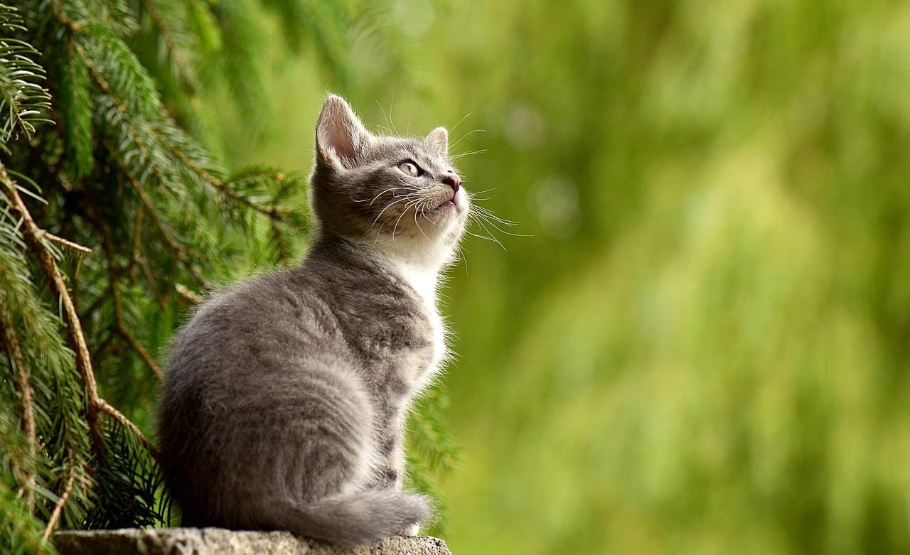 500+ Powerful Viking Cat Names For Your Little Warrior