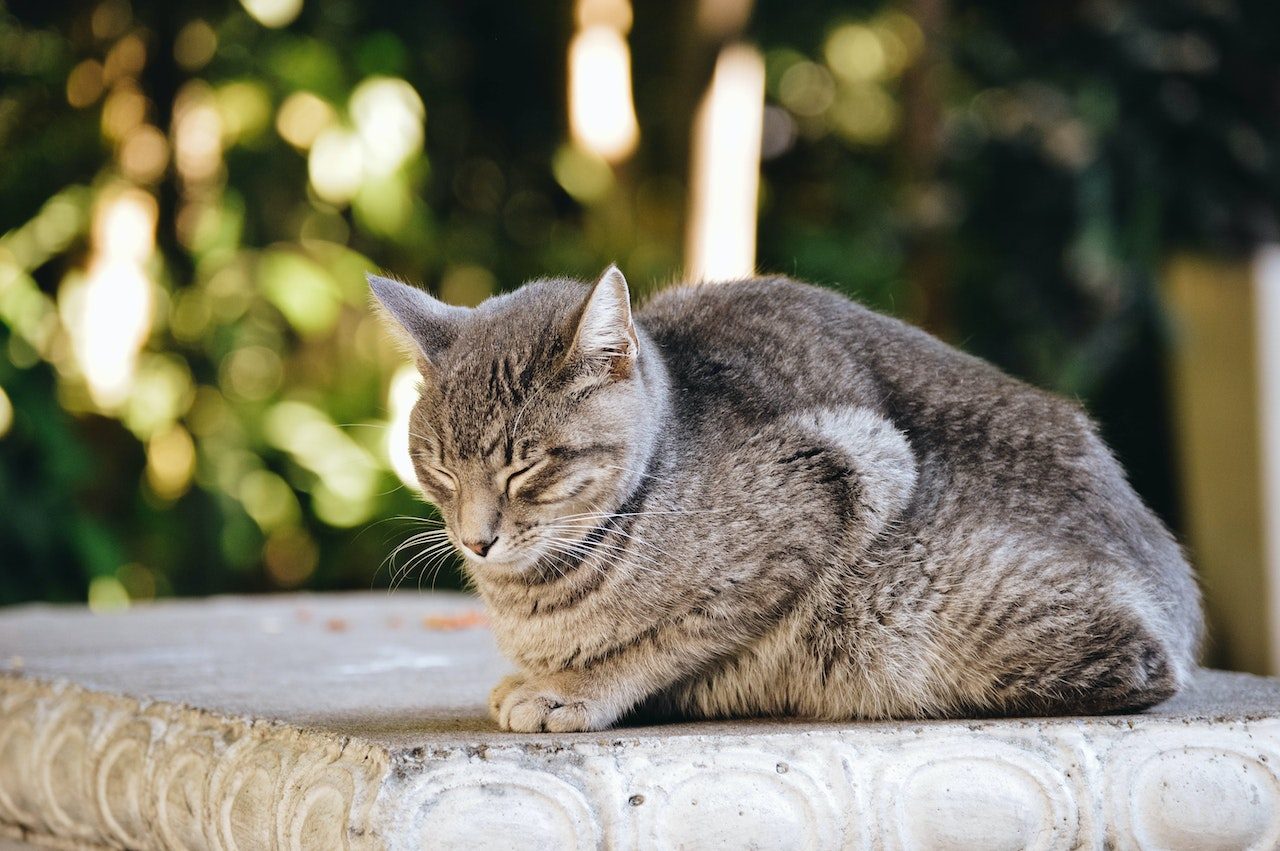 Küçük Savaşçınız İçin 500+ Güçlü Viking Kedi İsmi