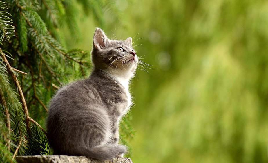 500 Powerful Viking Cat Names For Your Little Warrior