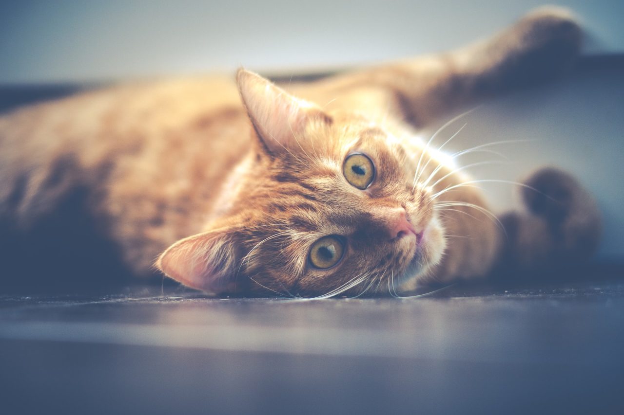 9 Reasons Why Your Cat Scratches The Sides Of The Litter Box