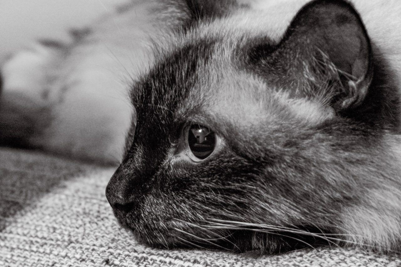 Siamese Cat Behavior Problems: Royalty With A Dark Side?