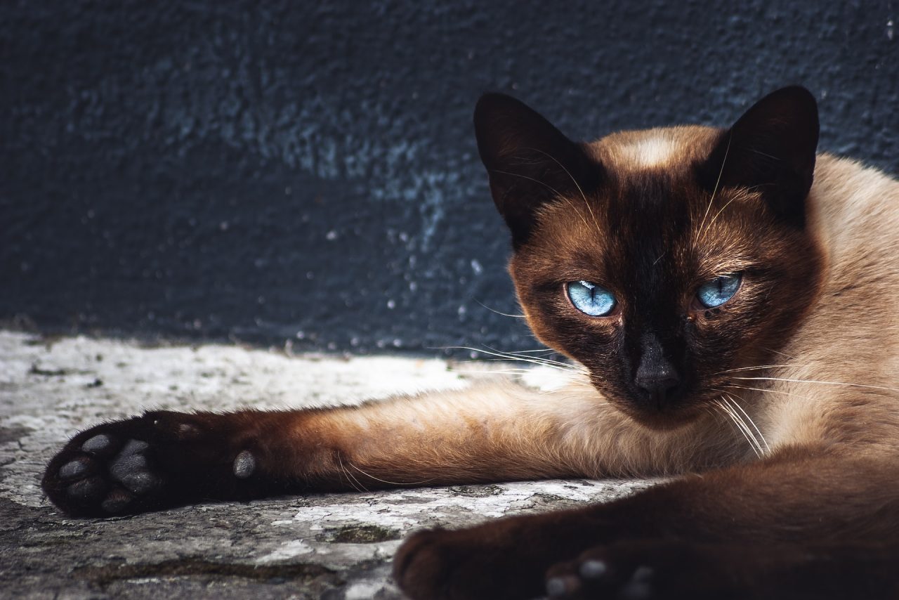 Siamese Cat Behavior Problems: Royalty With A Dark Side?