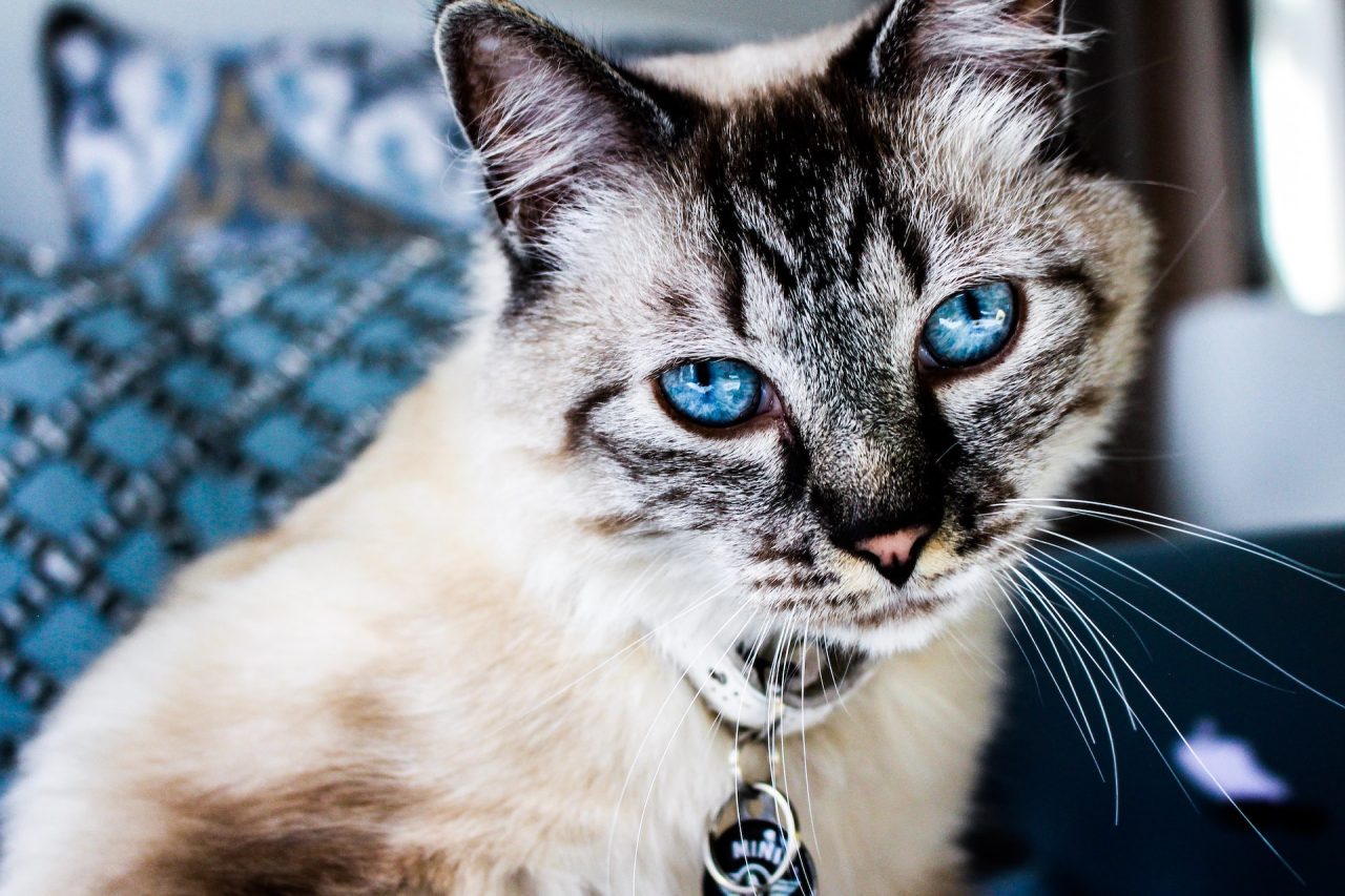 Siamese Cat Behavior Problems: Royalty With A Dark Side?