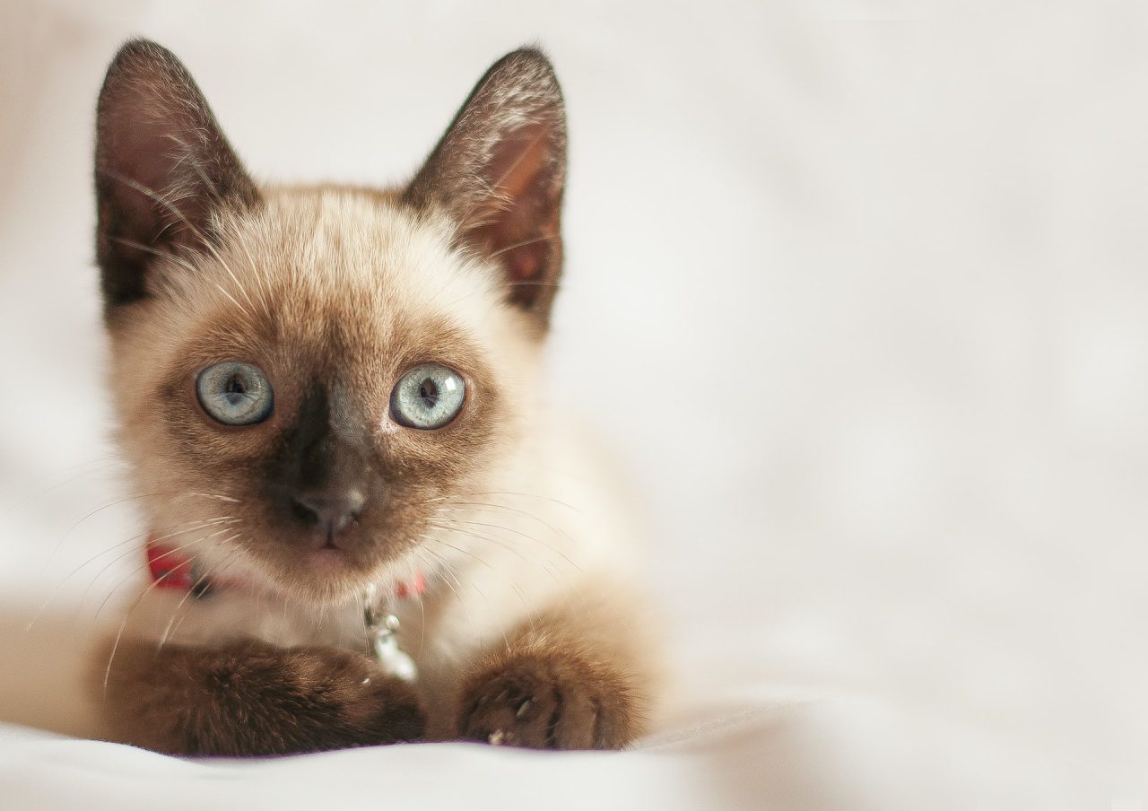 Siamese Cat Behavior Problems: Royalty With A Dark Side?