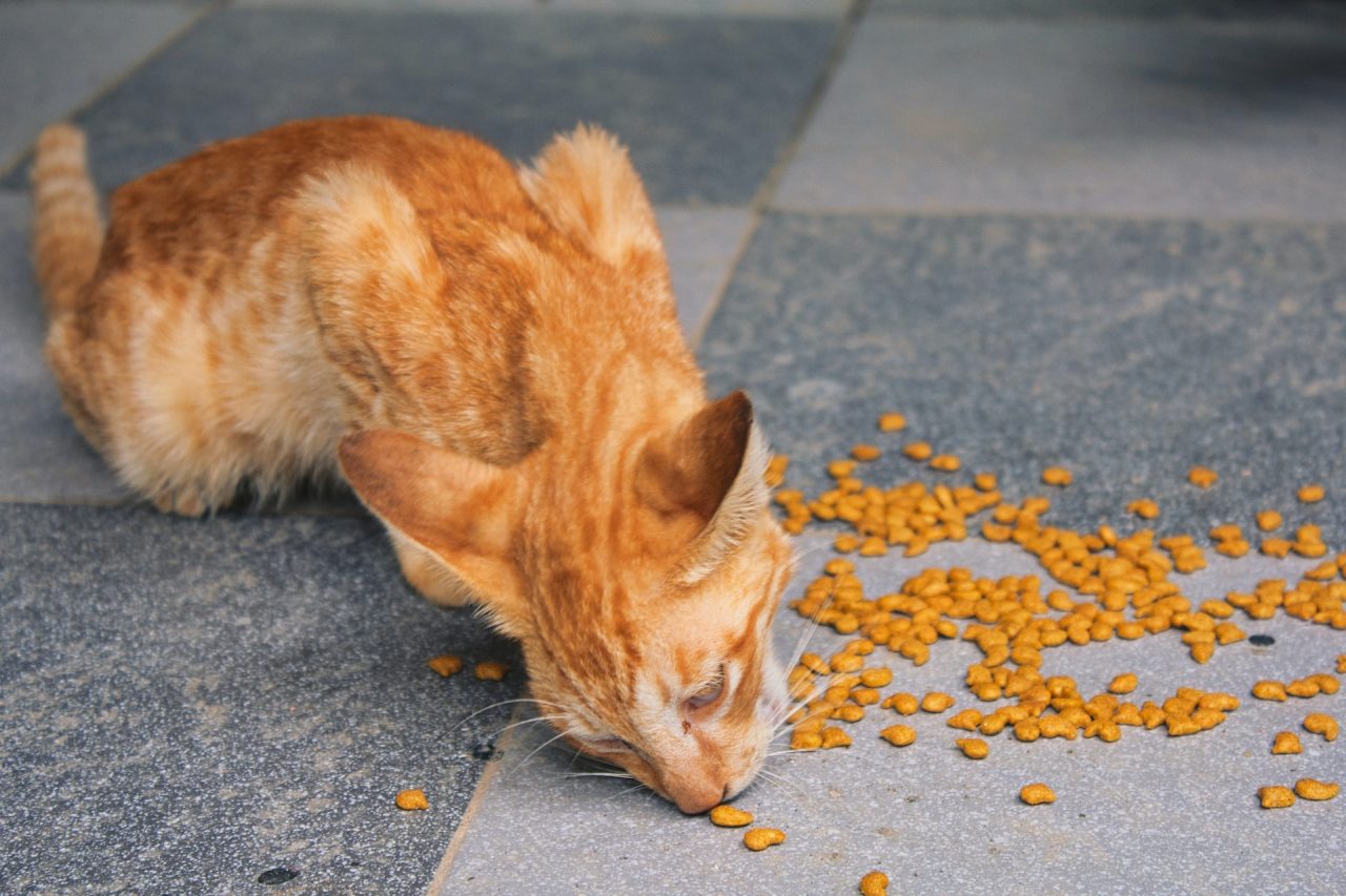 Kediler Kuruyemiş Yiyebilir mi? Bu Yiyeceğe Karşı Duyarlılar mı?