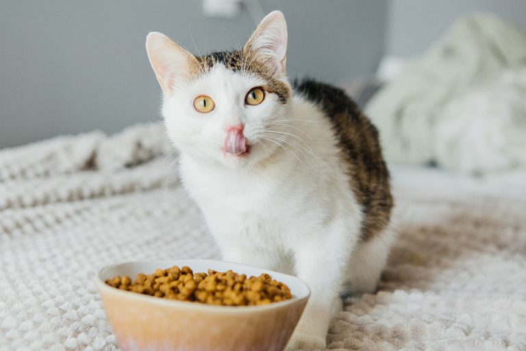 Can Cats Eat Nuts? Are They "Nuts" About This Food?
