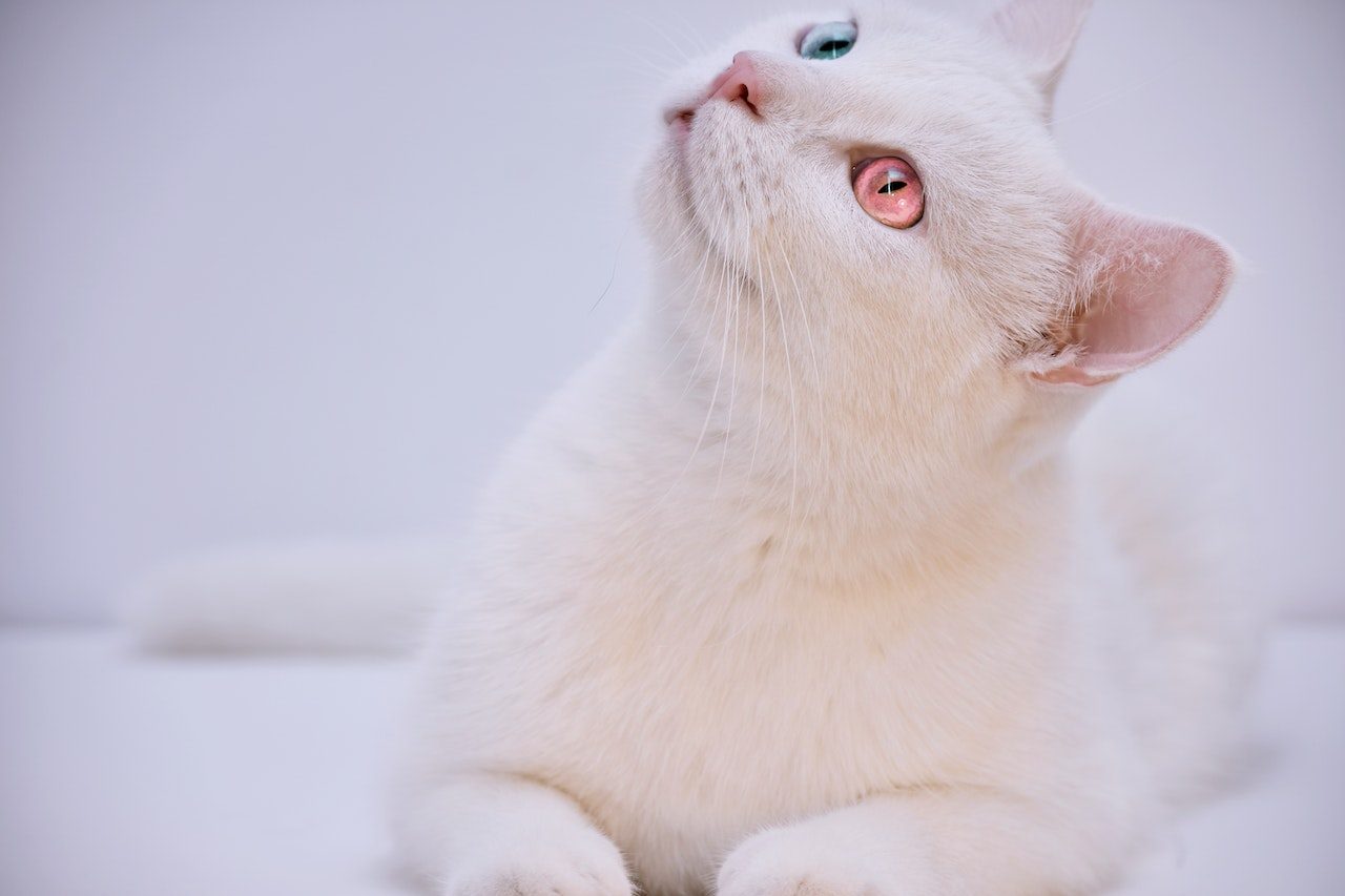 Can Cats Have ADHD? 12 Symptoms That Help You Figure It Out