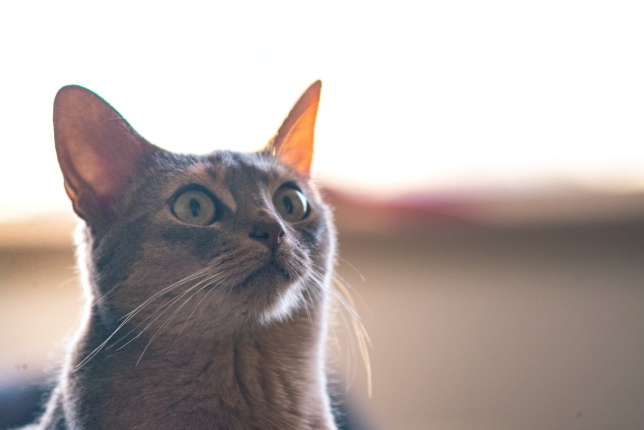 Can Cats Have ADHD? 12 Symptoms That Help You Figure It Out