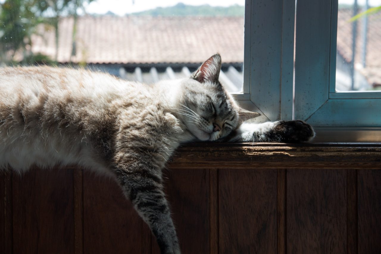 Cat And Air Chewing 11 Reasons She's Munching On Air